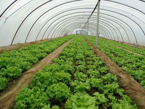 煙臺(tái)海岸帶所在作物吸收微塑料通道與機(jī)制研究中取得重要進(jìn)展