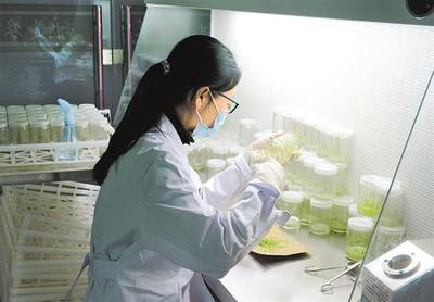 產(chǎn)業(yè)興 鄉(xiāng)村美 農(nóng)民樂——深耕農(nóng)業(yè)科研繪就鄉(xiāng)村振興新畫卷