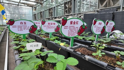 十二師農(nóng)業(yè)科學(xué)研究所 以科技創(chuàng)新推動農(nóng)業(yè)高質(zhì)量發(fā)展